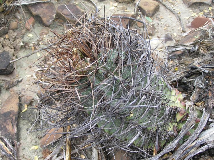 Astrophytum capricorne JV 269 Santa RitaCOAH 750