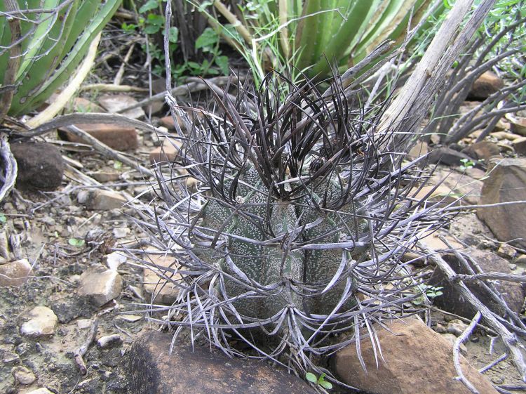 Astrophytum capricorne JV 271 20 km zpadn Parras COAH 750