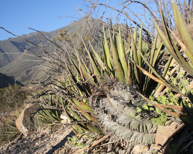 Astrophytum capricorne LM La Rinconada NL foto Libor Mejstk 750