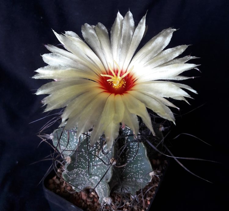 Astrophytum capricorne MZ 387 La Rinconada NL ve sbrce autora 750