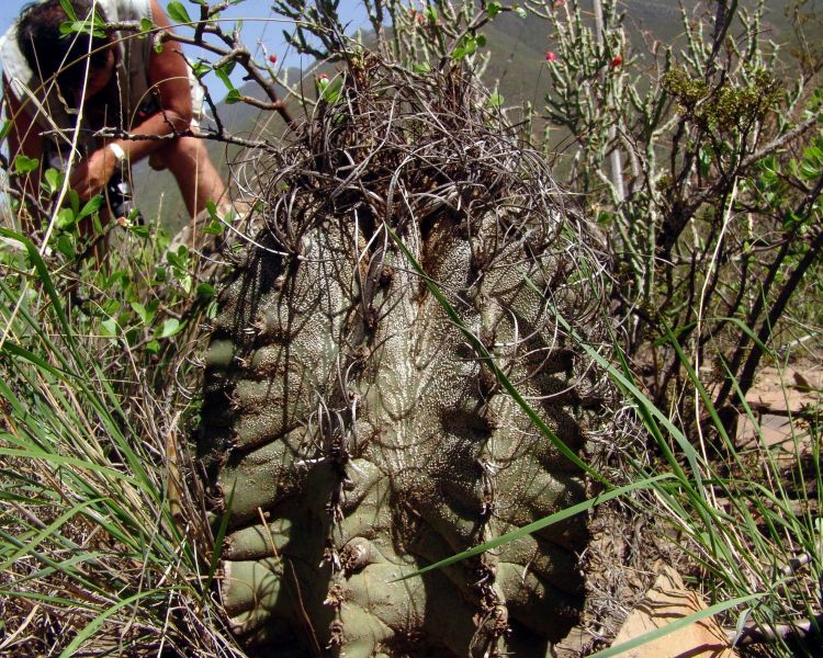 Astrophytum capricorne PP 1361 za La Soledad NL 3 750