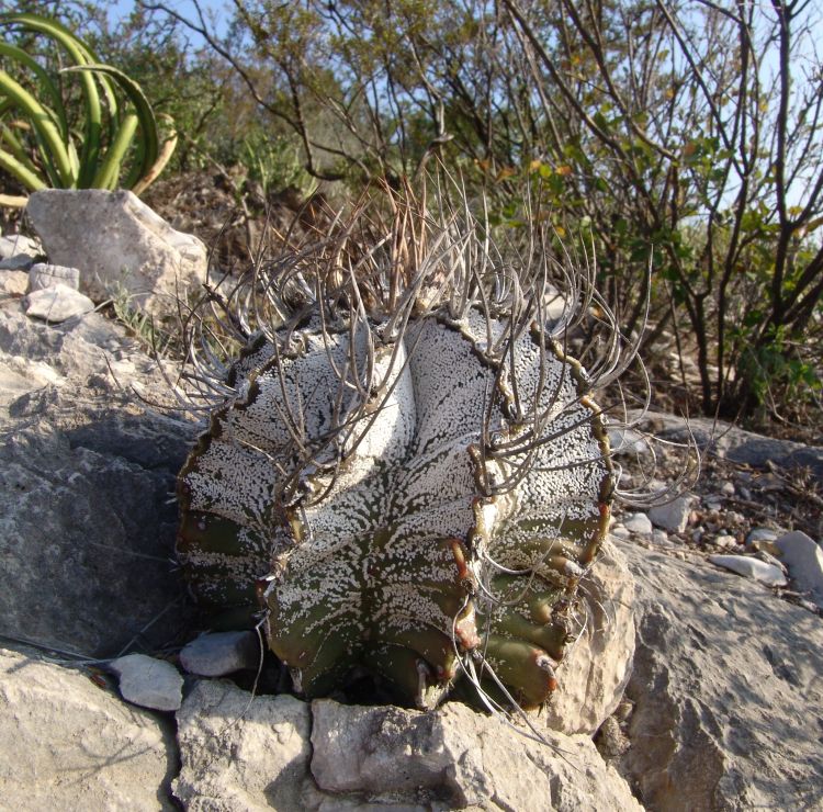 Astrophytum capricorne PP 1560 Espinazo NL 1 750