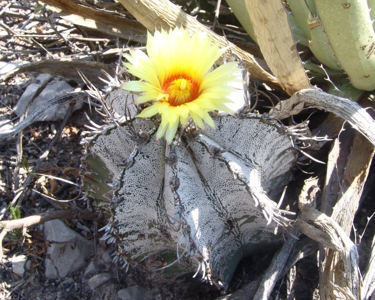 Astrophytum capricorne PP 1560 Espinazo NL 2 750