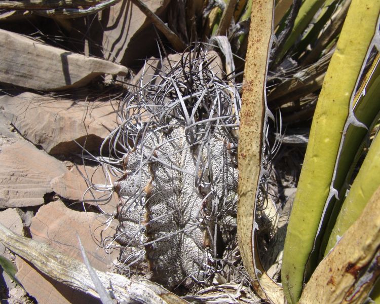 Astrophytum capricorne PP 464 Parras COAH 1 750