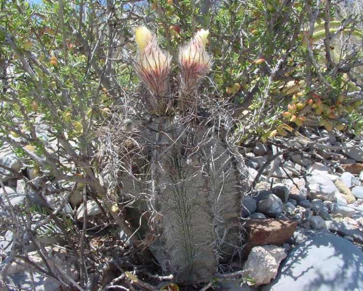 Astrophytum capricorne PP 464 Parras COAH 2 750