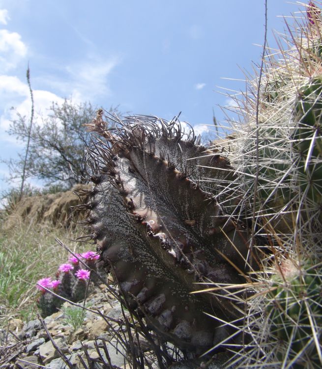 Astrophytum capricorne PP 475 MEX 57 km 14 15 COAH 2 750