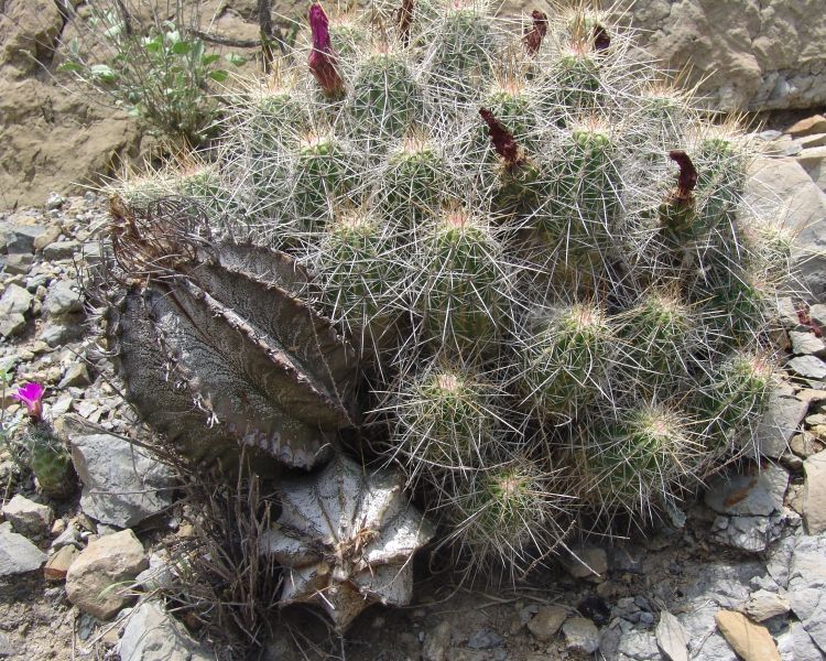 Astrophytum capricorne PP 475 MEX 57 km 14 15 COAH 3 750