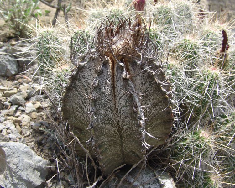 Astrophytum capricorne PP 475 MEX 57 km 14 15 COAH 4 750