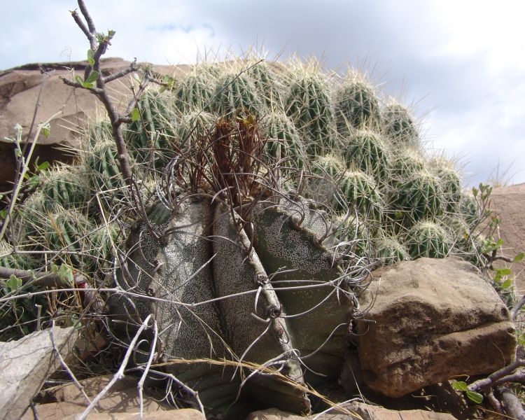 Astrophytum capricorne PP 476 La Rinconada NL 1 750