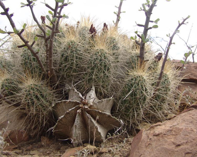 Astrophytum capricorne PP 476 La Rinconada NL 2 750