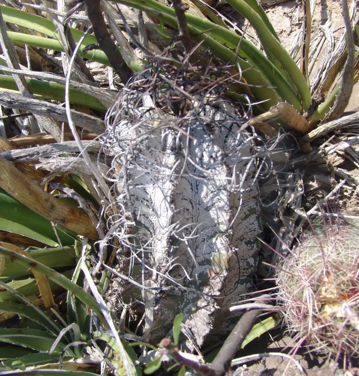 Astrophytum capricorne PP MEX 57 km 49 COAH 1 750