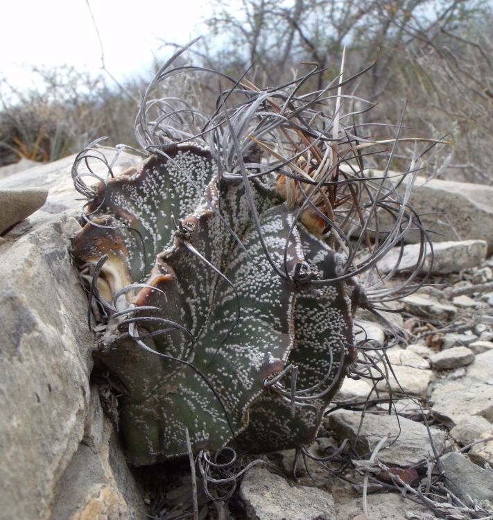 Astrophytum capricorne PT 279 Est Bajn COAH 1 750