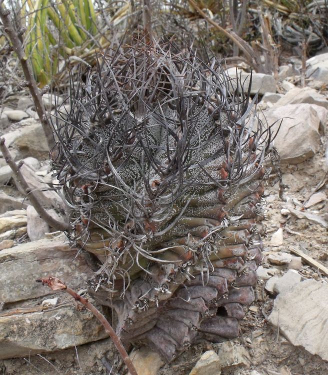 Astrophytum capricorne PT 279 Est Bajn COAH 2 750