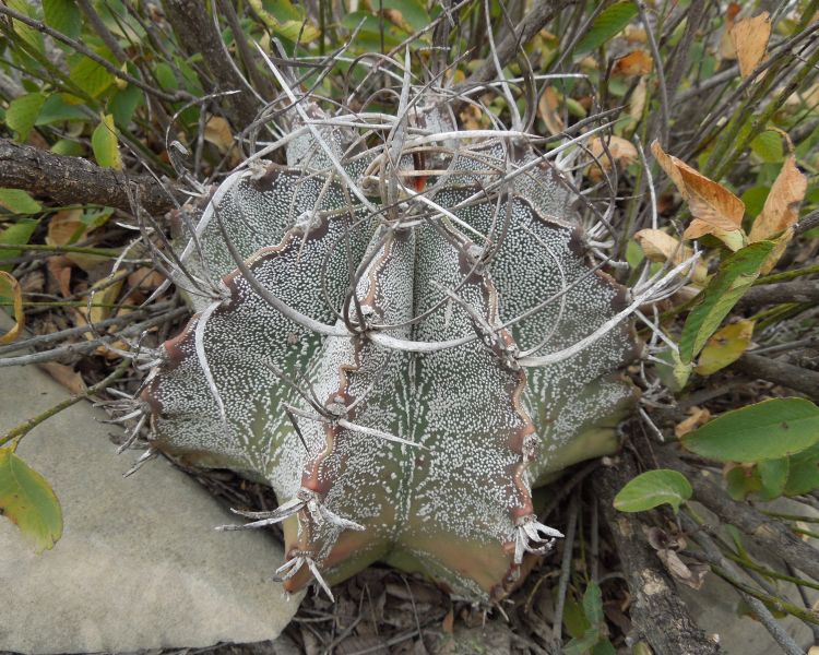 Astrophytum capricorne PT 279 Est Bajn COAH 4 750