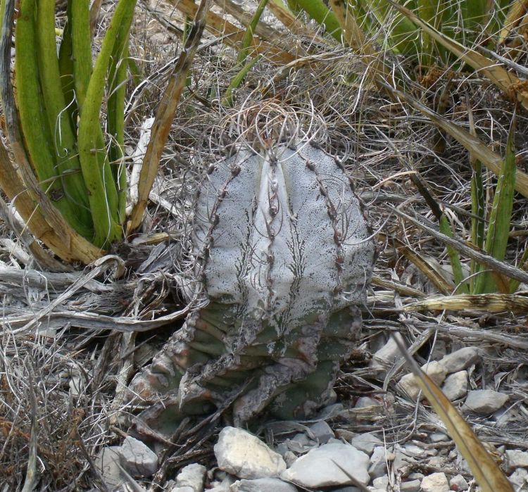 Astrophytum capricorne PT 281 Espinazo NL 1 750