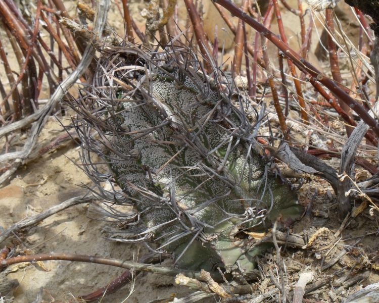 Astrophytum capricorne PT 308 RMO Santa Lucia COAH 1 750