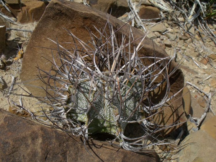 Astrophytum capricorne PT 308 RMO Santa Lucia COAH 2 750