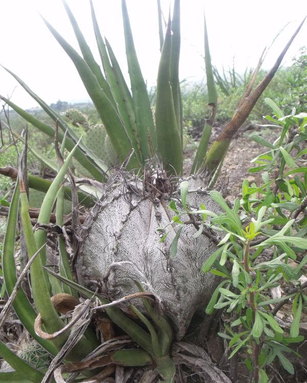 Astrophytum capricorne PT 467 Acatita COAH 2 750