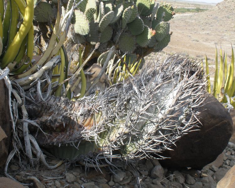 Astrophytum capricorne PT 638 San Rafael de los Milagros COAH 1 750