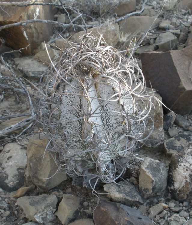 Astrophytum capricorne PT 638 San Rafael de los Milagros COAH 2 750