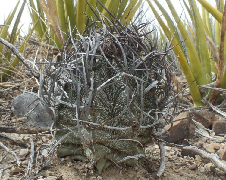 Astrophytum capricorne PT 641 Puente Parras III COAH 750