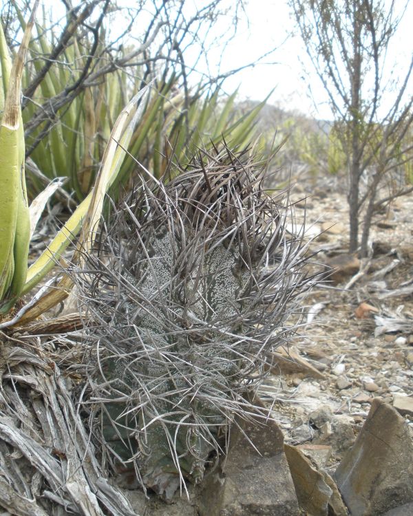 Astrophytum capricorne PT 642 San Rafael de la Hedionda COAH 750