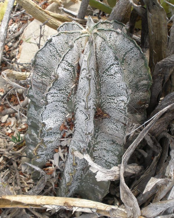 Astrophytum capricorne PT 650 Ojo de Agua Bustamante NL 1 750