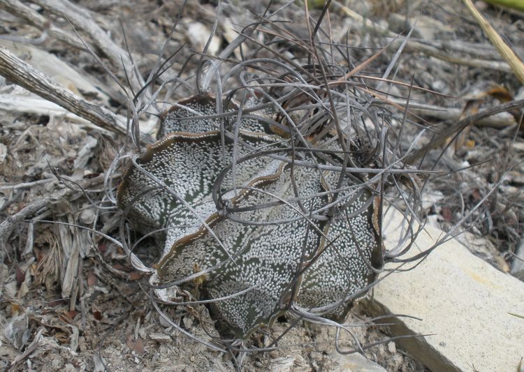 Astrophytum capricorne PT 650 Ojo de Agua Bustamante NL 2 750