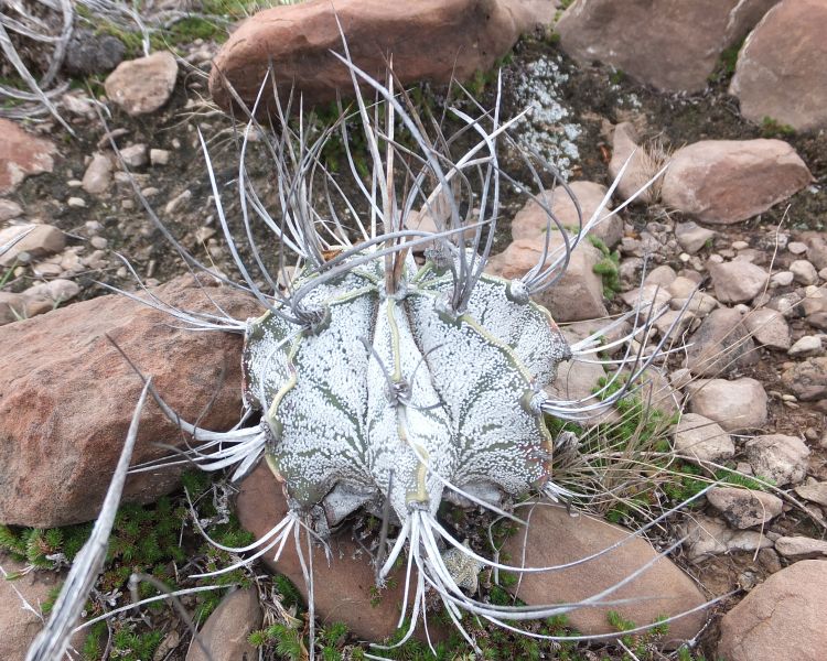 Astrophytum capricorne PT 664 odboka na San Martin de las Vacas COAH 750