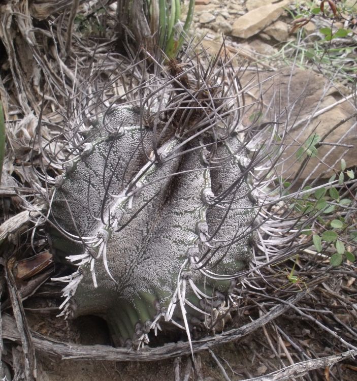 Astrophytum capricorne PT 664 odboka na San Martin de las Vacas COAH 2 750