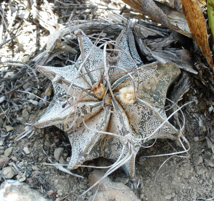 Astrophytum capricorne PT 666 RMO Mariposas NL 2 750