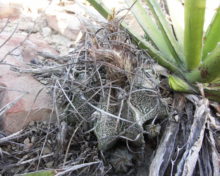 Astrophytum capricorne PT 666 RMO Mariposas NL 3 foto Ji HOral 750