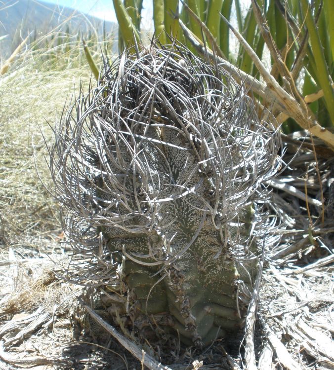 Astrophytum capricorne PT 680 Cerro Colorado COAH 750