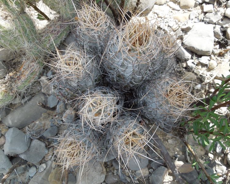 Astrophytum capricorne var aureiflorum nom prov HR 512 COAH 750