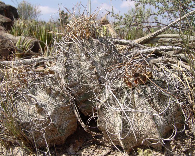 Astrophytum capricorne var aureiflorum nom prov PP 1542 COAH 1 750