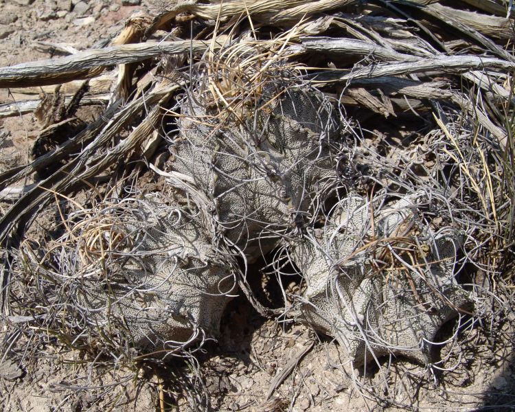 Astrophytum capricorne var aureiflorum nom prov PP 1542 COAH 2 750