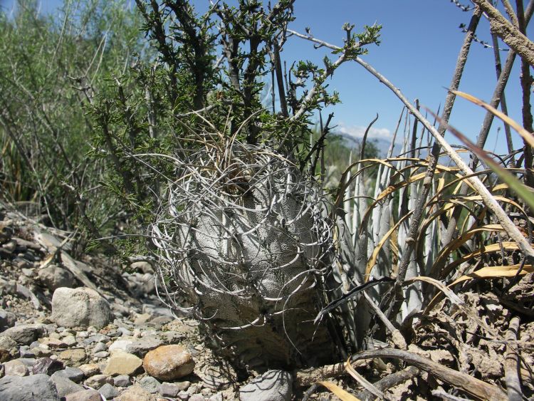 Astrophytum capricorne var aureiflorum nom prov PT 481 COAH 2 750