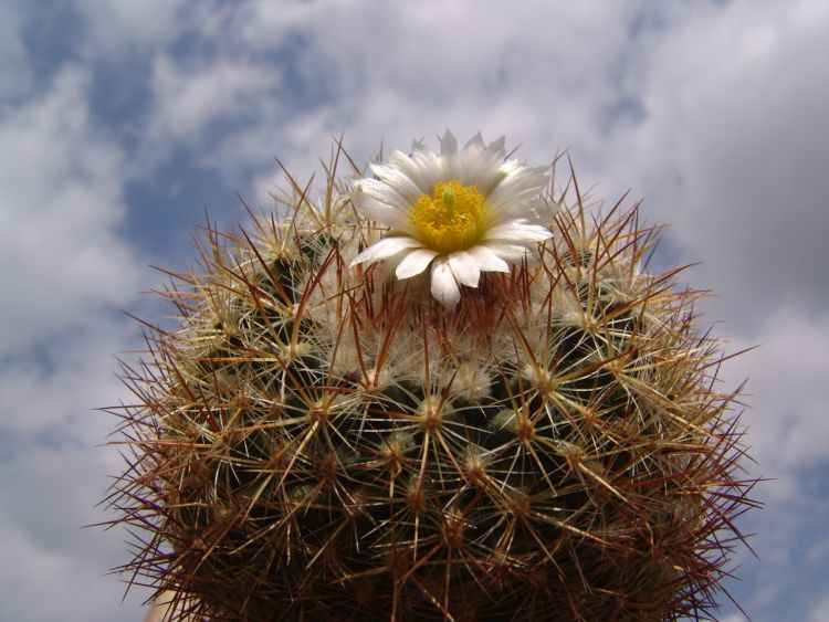 Pediocactus simpsonii SB 871 3 750