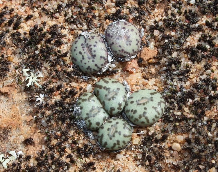 Conophytum specGifberg 1 750