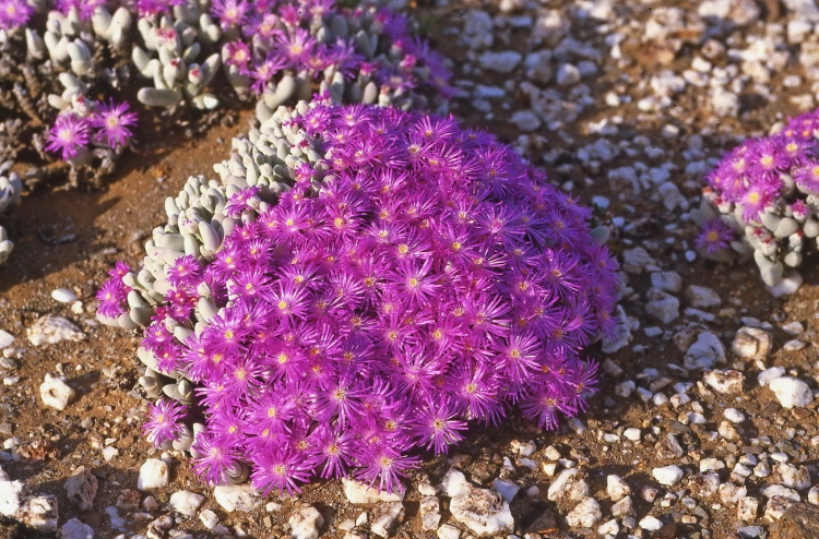 Gibbaeum pubescens 750