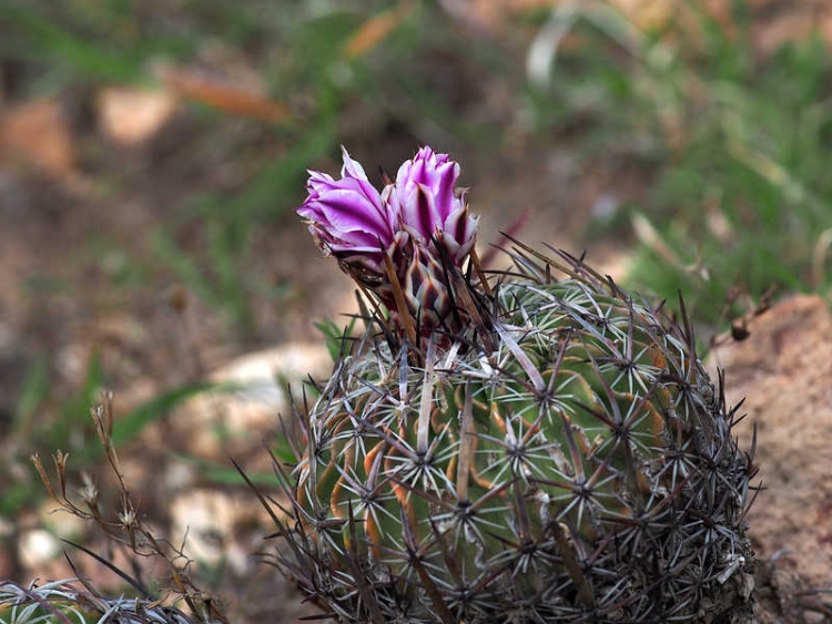 PB120250 LaPalma WP2104 Ef violaciflorus 750