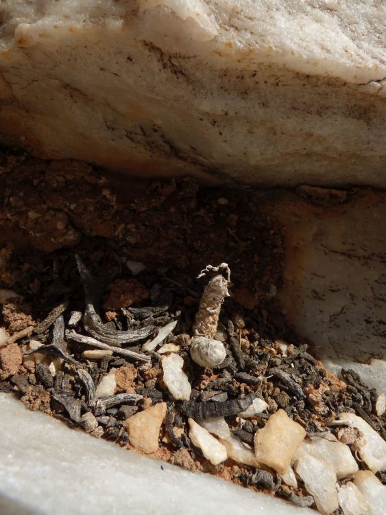 Anacampseros filamentosa v namaquensis Oograbies Mts 750