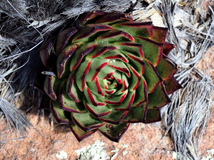 PB130297d ElCoporo WP2108 Echeveria trigona 750