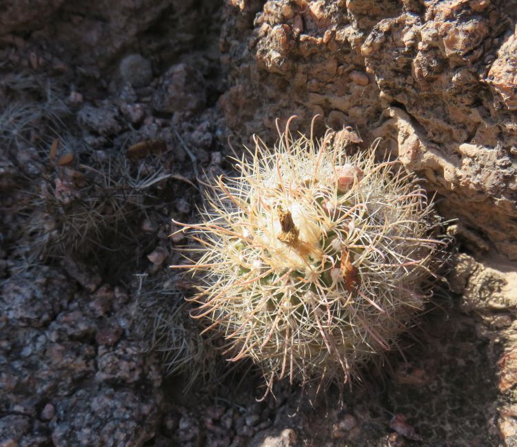 IMG 6788 Parodia sp ASK11011 750