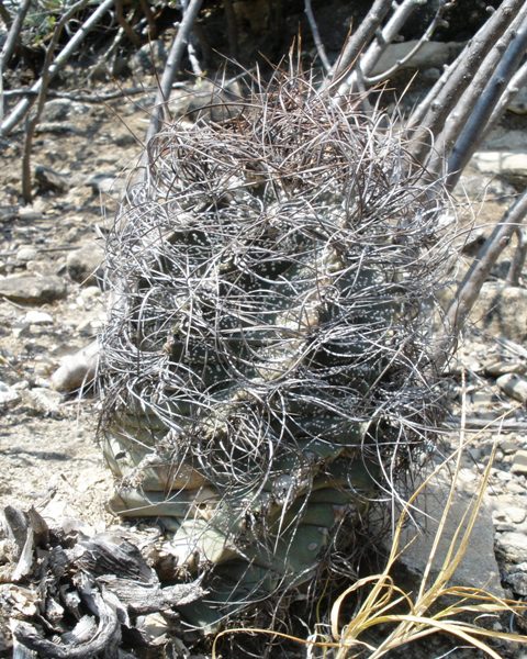 Astrophytum capricorne var minor PT 661 5 km severovchodn Fraustro COAH 3 750