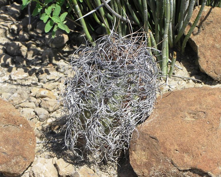 Astrophytum capricorne var minor JV 153 El Forlon COAH foto Ji Valouek 2 750