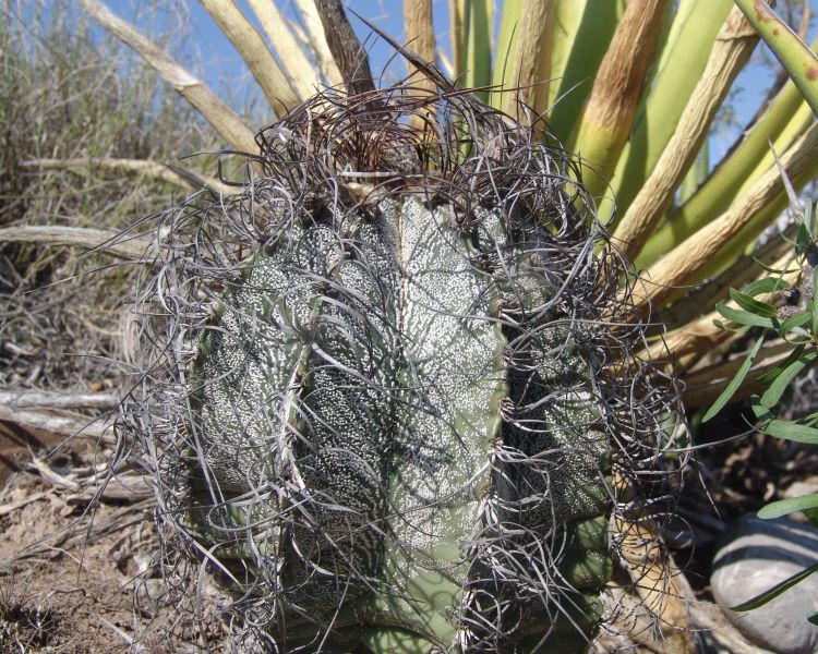 Astrophytum capricorne var minor PP 1187 General Cepeda COAH 1 750