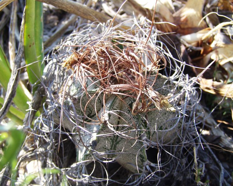 Astrophytum capricorne var minor PP 1187 General Cepeda COAH 2 750