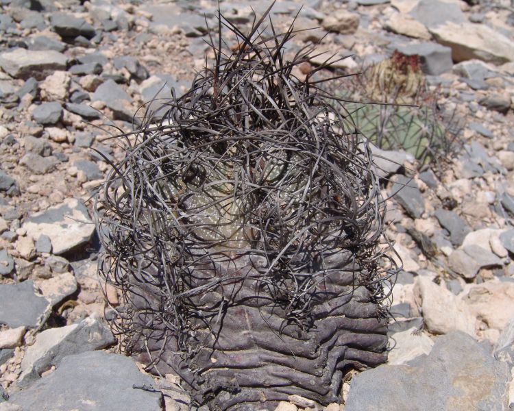 Astrophytum capricorne var. minor PP 1378 Hacienda El Muerto NL a