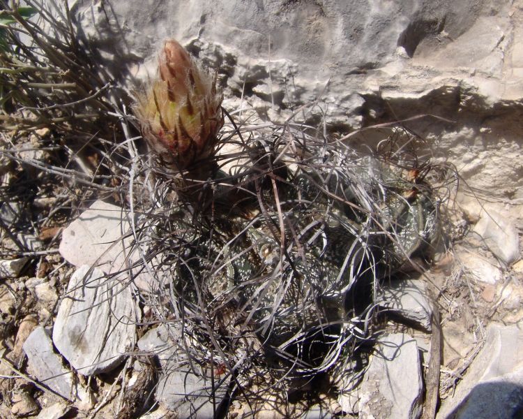 Astrophytum capricorne var minor PP 1540 San Jos de la Popa NL 750